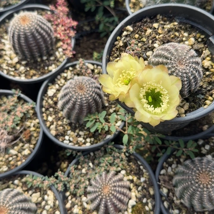 高山丽花仙人球随机
