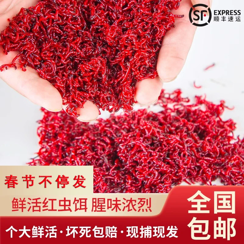 【特价野钓首选】鲜活公红虫鱼饵野钓鲫鱼钓鲤鱼红虫批发直播真便宜