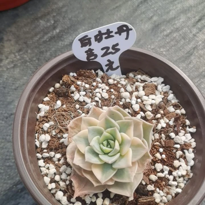 大*糖白牡丹吉上班多肉植物