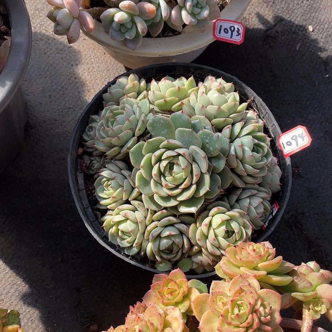 1094苯巴蒂斯 一物一拍多肉