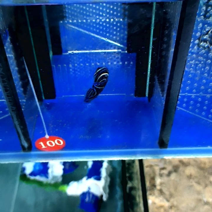 蓝纹6+/3-28-100海水