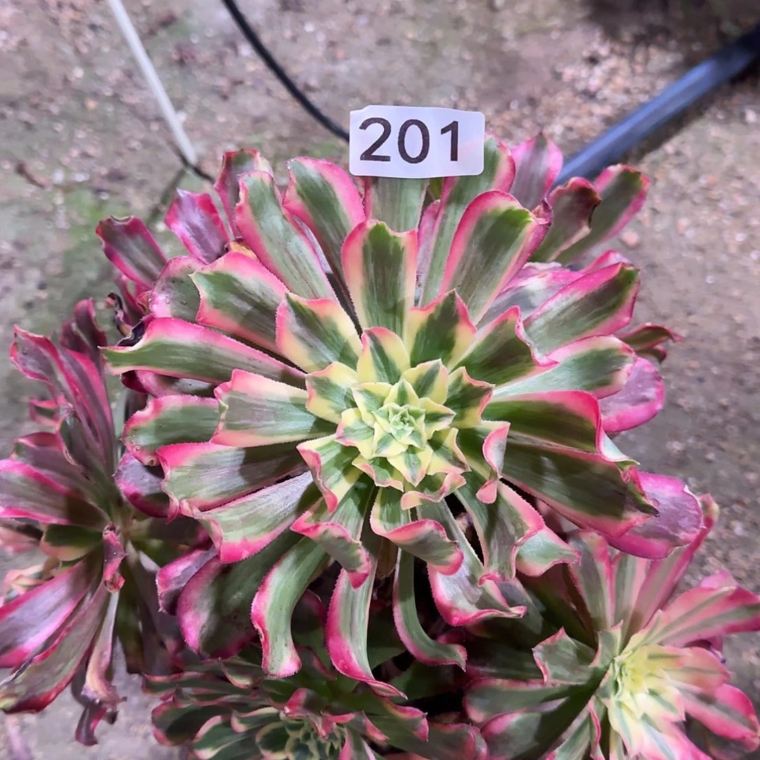 多肉植物法师波斯201
