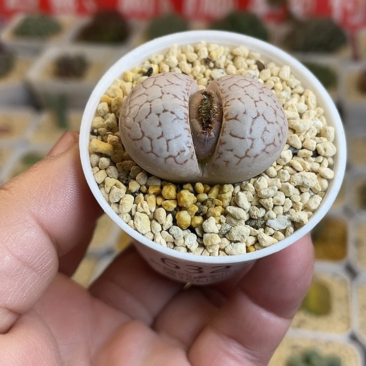 佳人园艺多肉生石花红网纹大白632