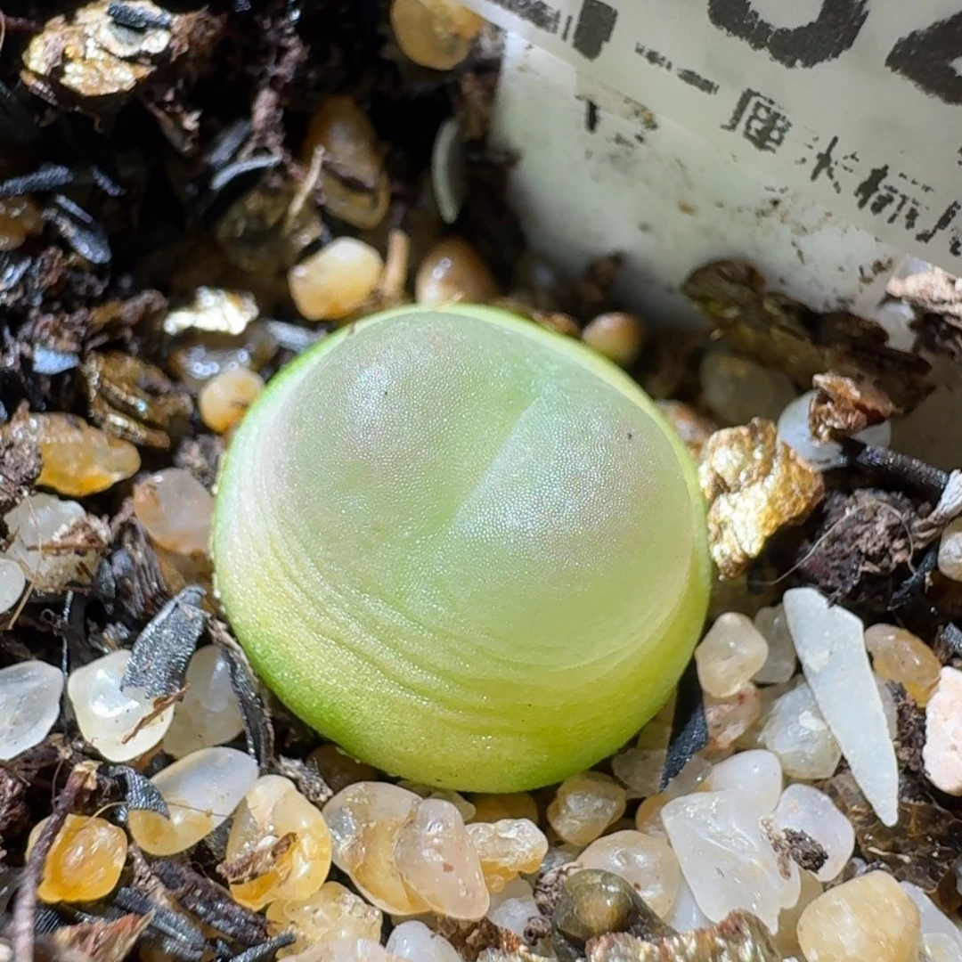 高品质生石花清清1384