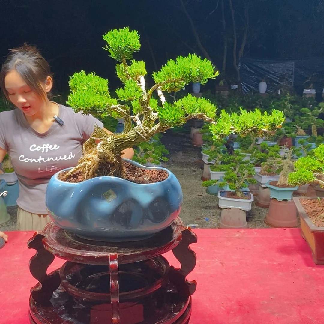 无花朵广东雀舌黄杨盆景
