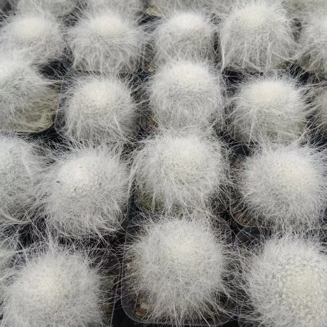 两个长毛雪猿玉翁(脱土脱盆发货）一单包邮，偏远除外