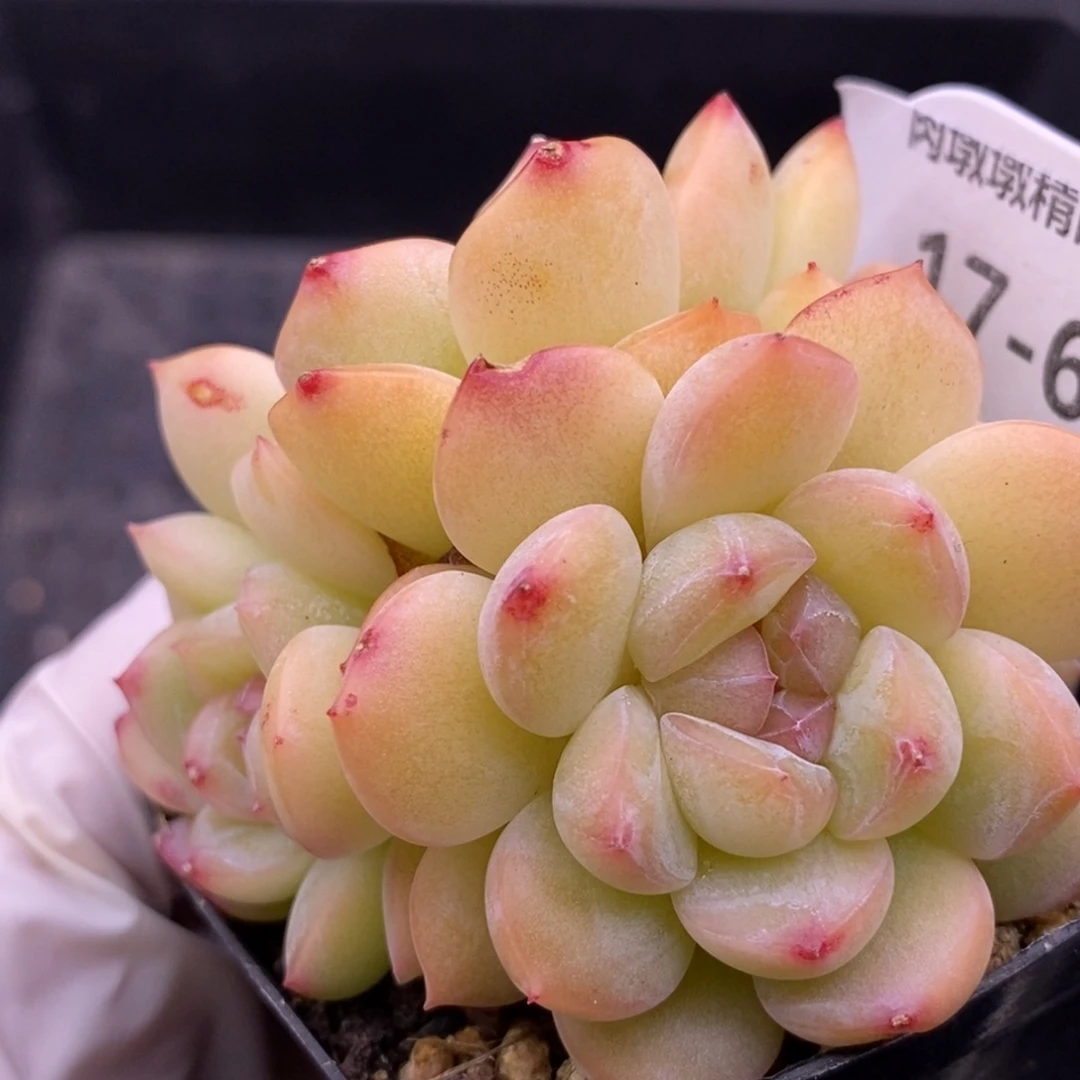 【闪购商品】17-61干冰