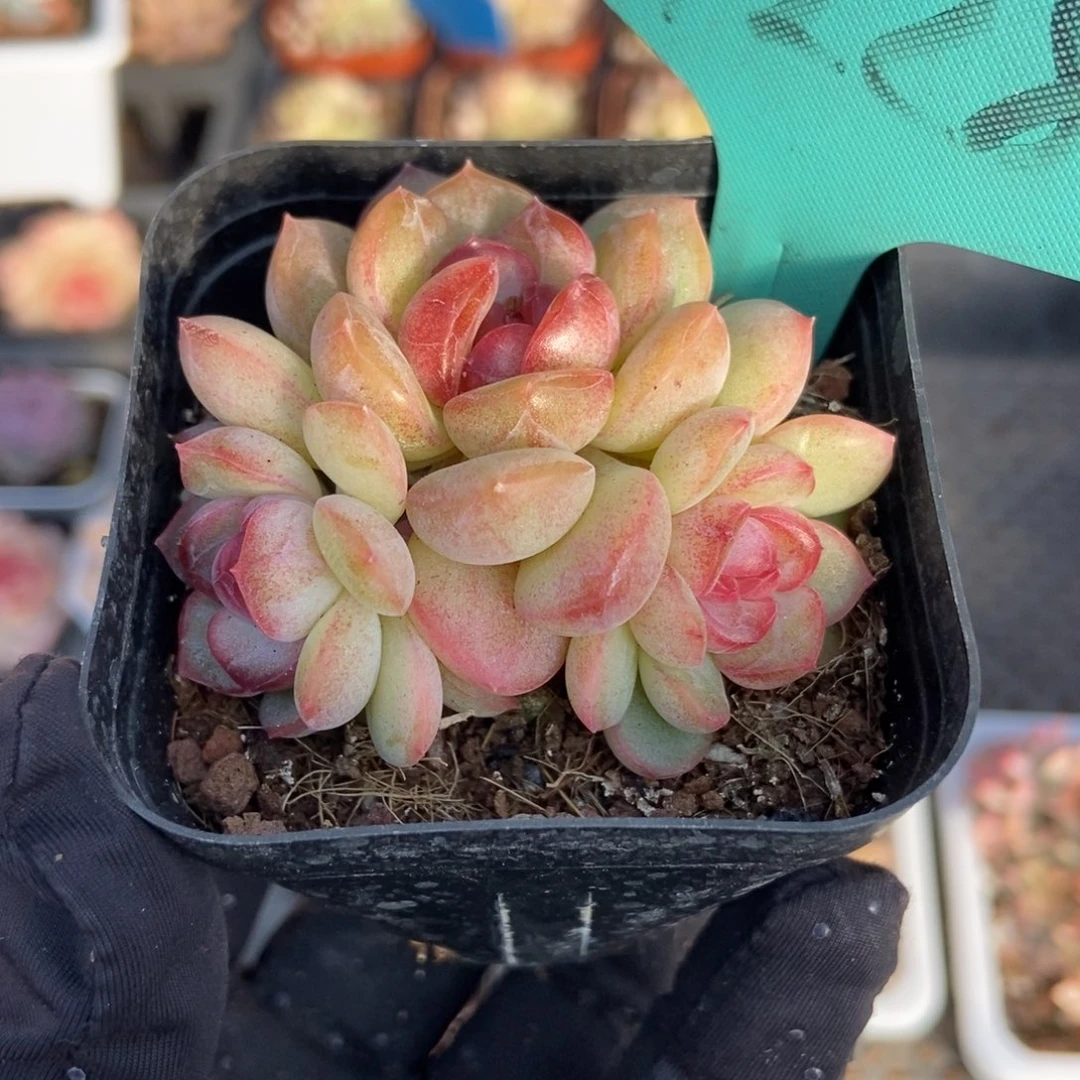 7228琴心多肉植物保护