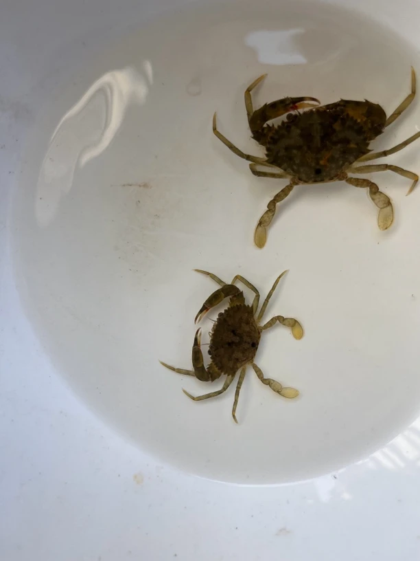 拟青蟹纯淡化青蟹深浅水可养吃饲料小鱼小虾红红的钳子新手力荐