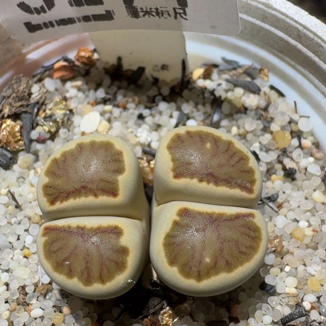 绝绝绝绝子生石花3291