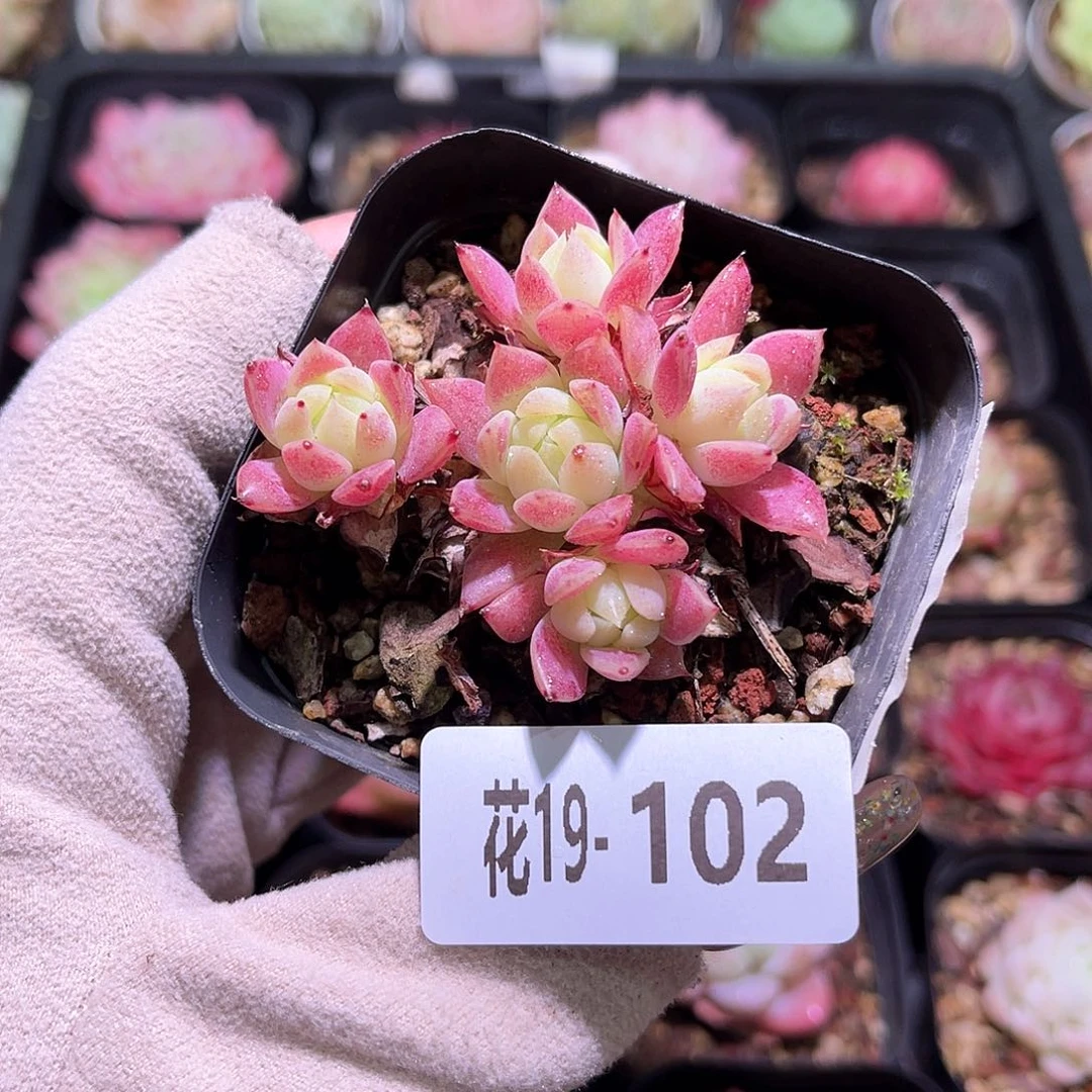 花利美19-102红蔓莲