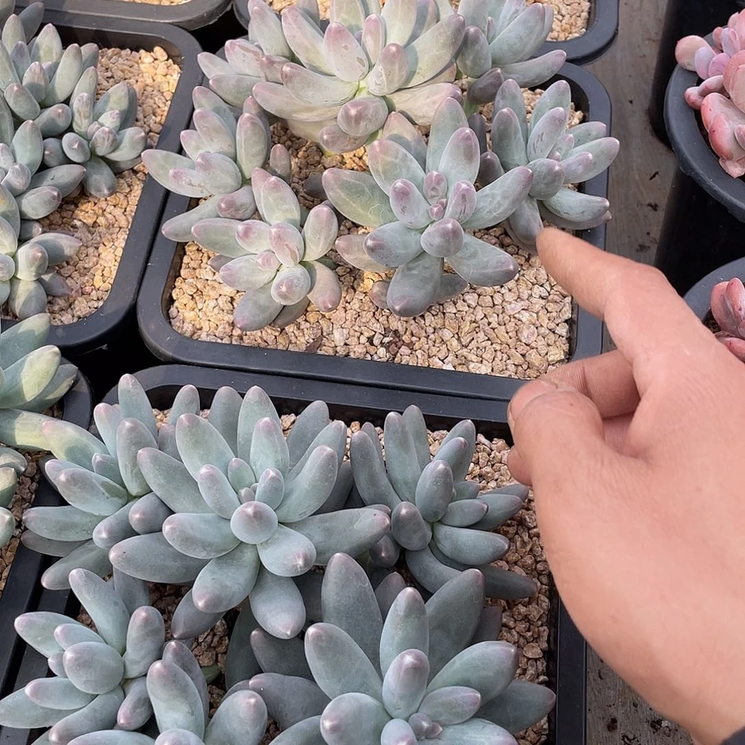 乌拉奶控养群生18厘米可挑