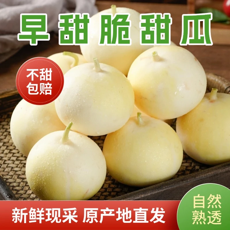 【顺丰包邮】山东头茬小蜜蜂甜瓜早甜脆（胡集镇乡村振兴产业园）