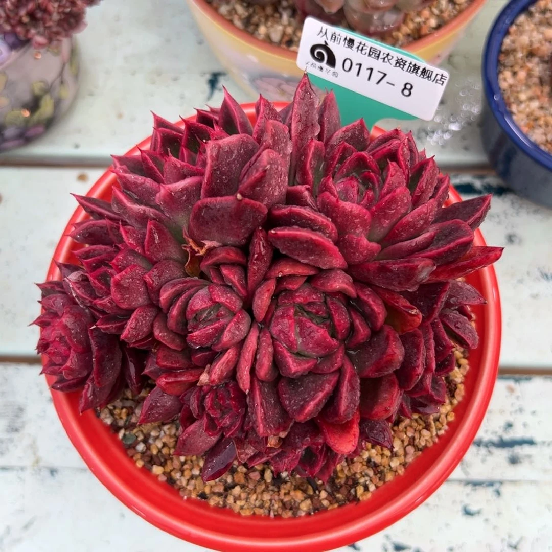 多肉精选编号0117.8