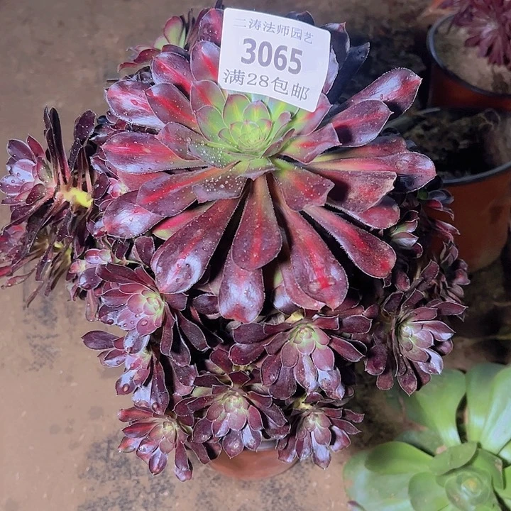 L***.3065晚霞多肉植物老桩