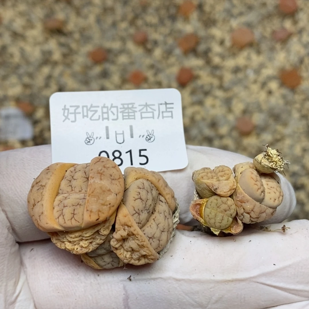 0815。零下拍保温。