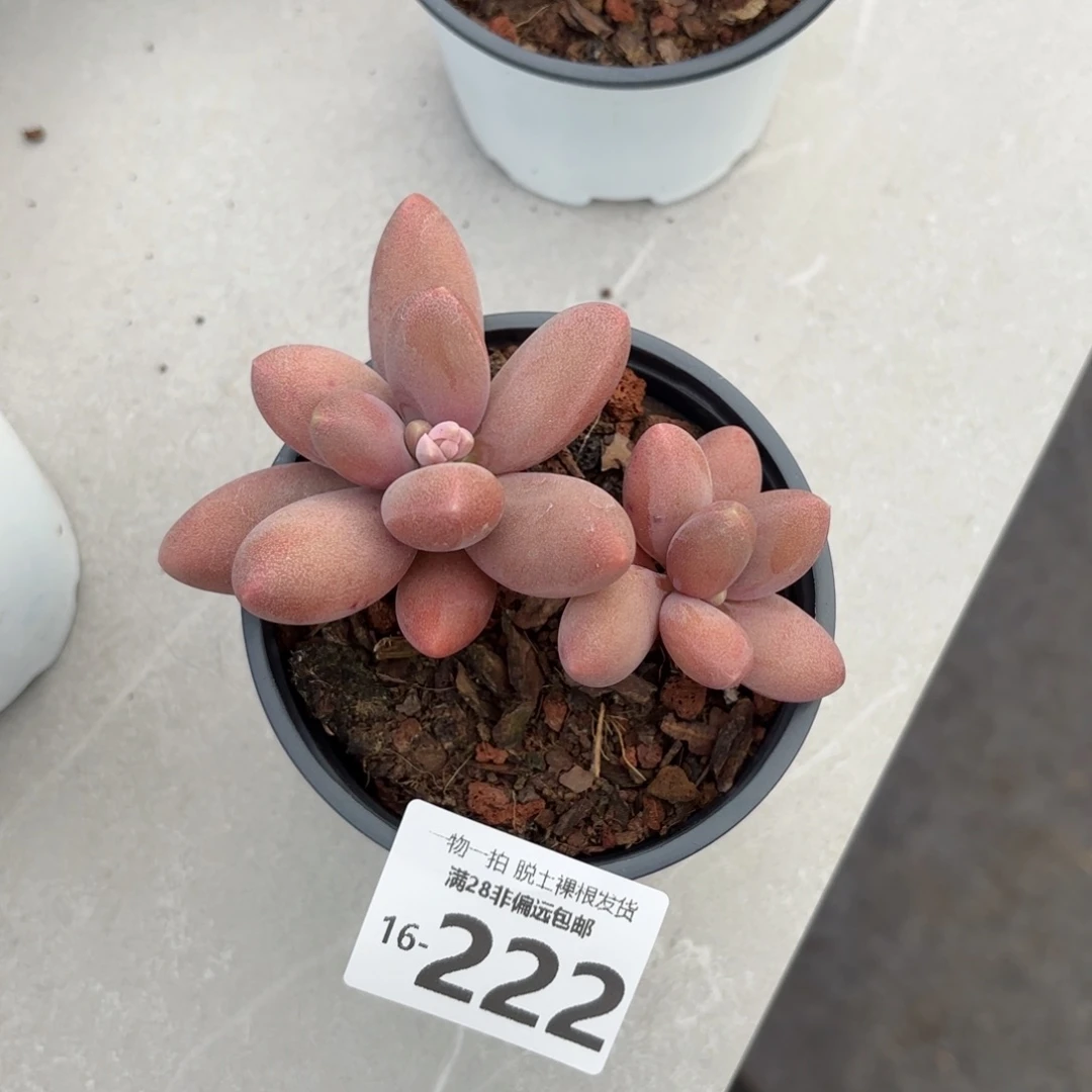 糖果美人双头多肉