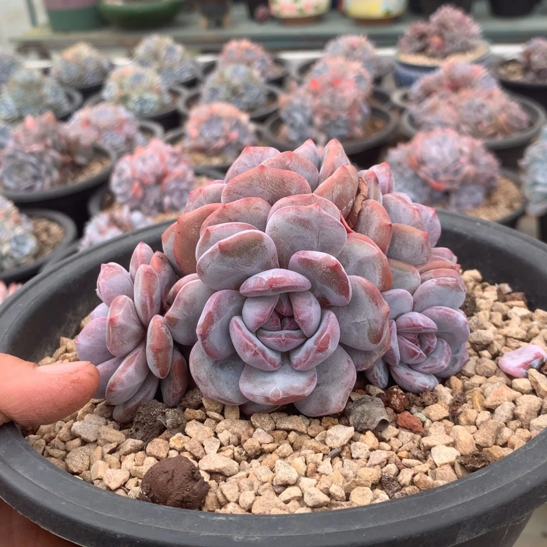 无花朵黑哈嘿哈哈哈哈哈哈哈哈哈