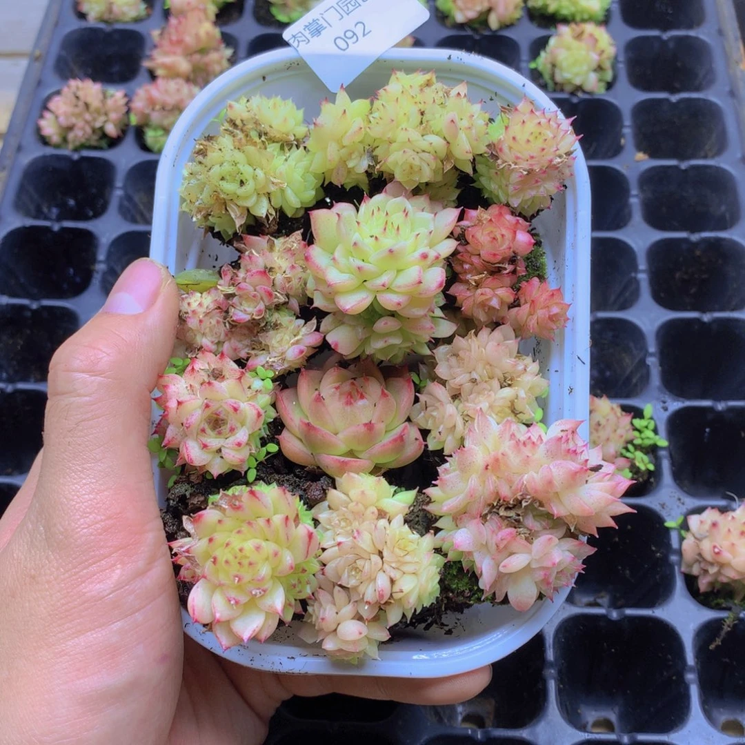 我要去看你了啊我092