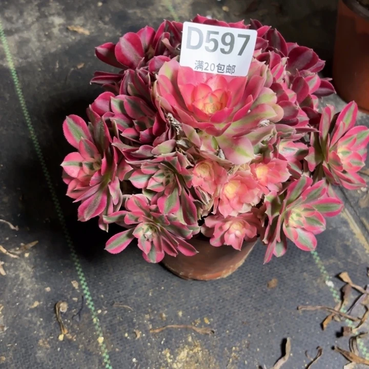 瑞妈一物一拍597