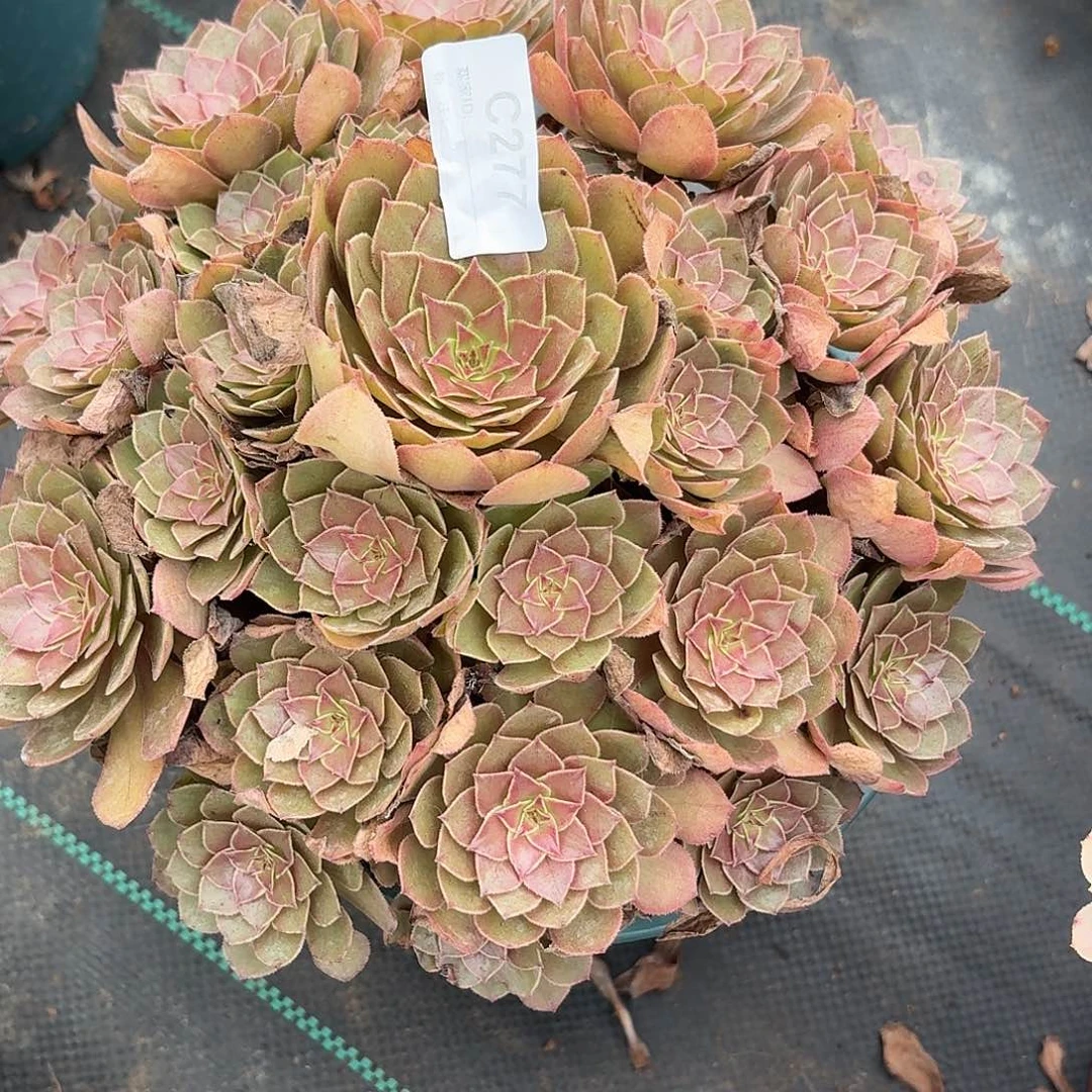 277红魔多肉植物植物