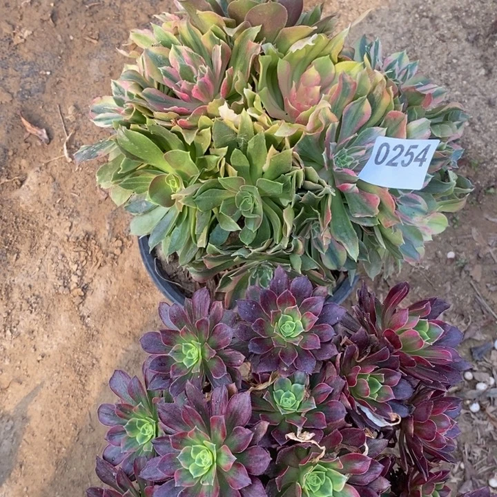 0254两颗法师多肉