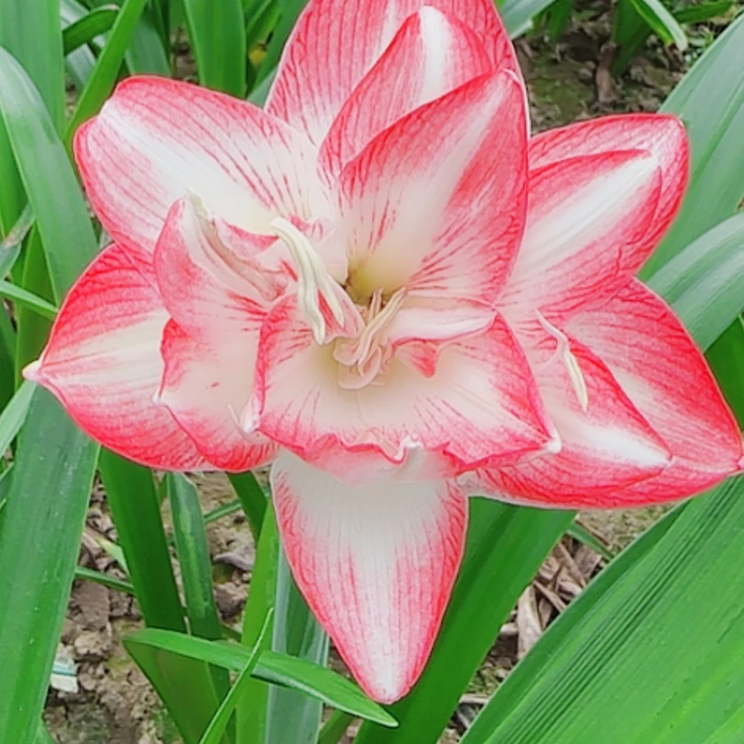 【闪购商品】无花朵花孔雀带花发货
