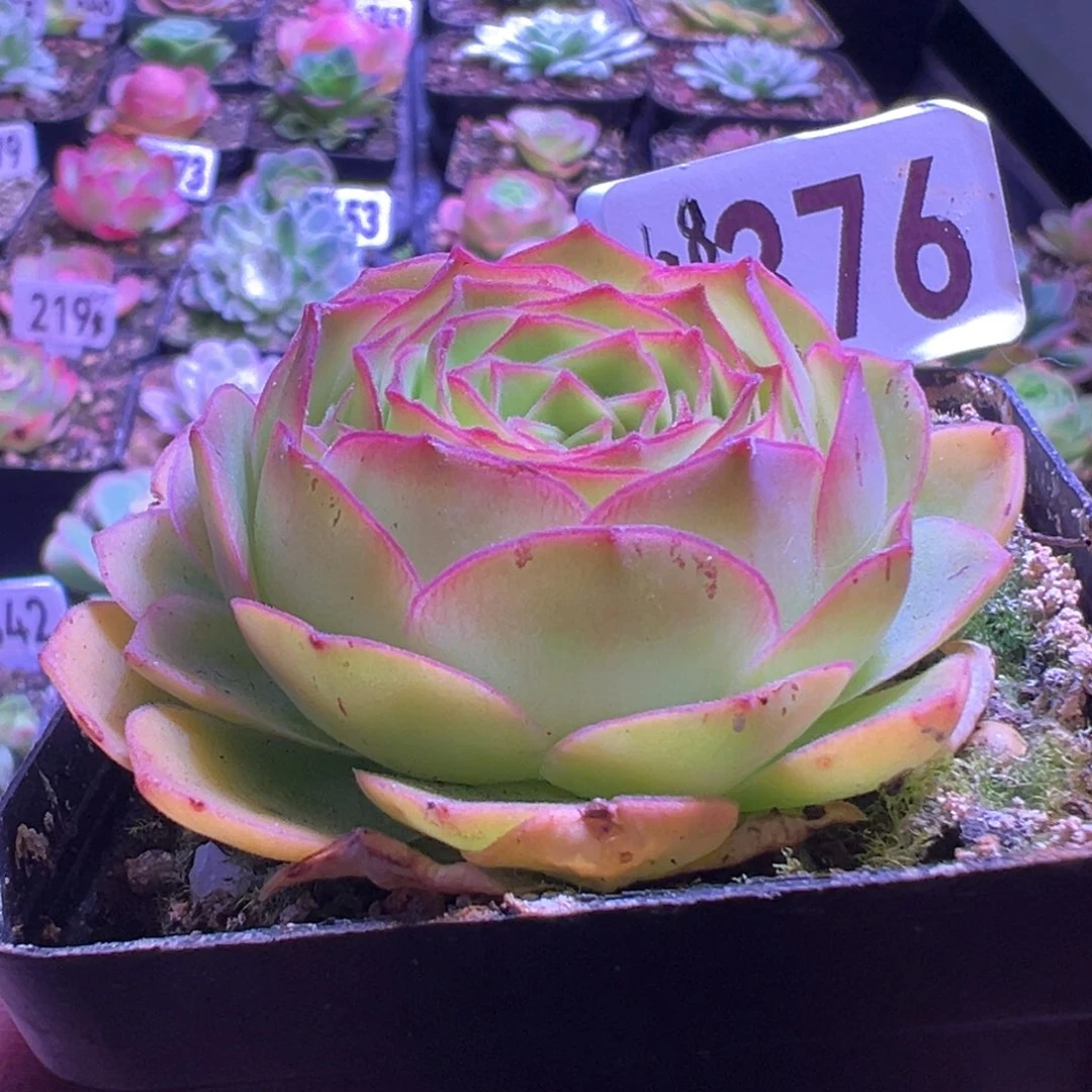 金毛376山地玫瑰多肉