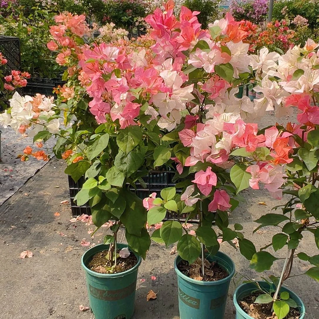 当前无花栽培后可以开花橙口红带竹一颗
