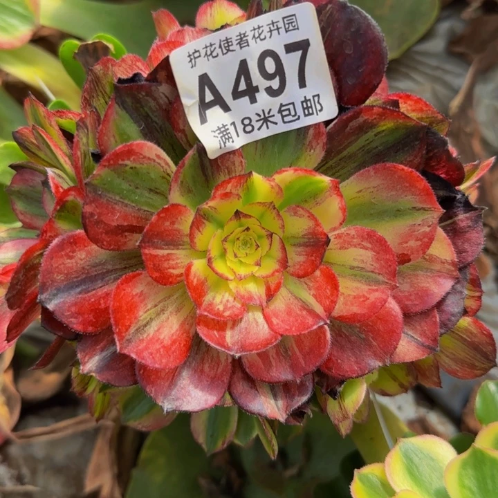 多肉法师伯爵朵朵