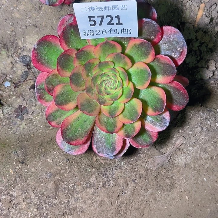 5721火狐多肉植物