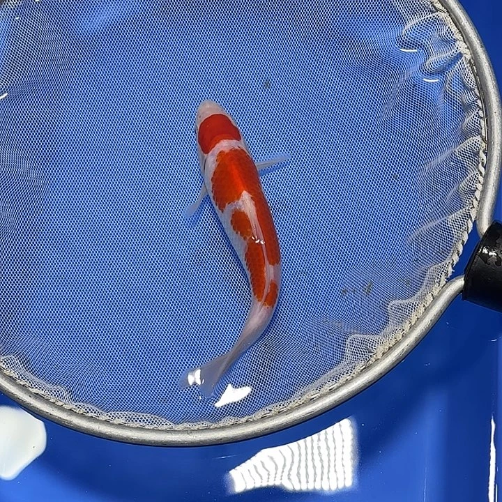 用***0锦鲤武尚锦鲤2号订单