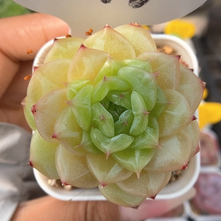 叠叶珍妮可拍70号。