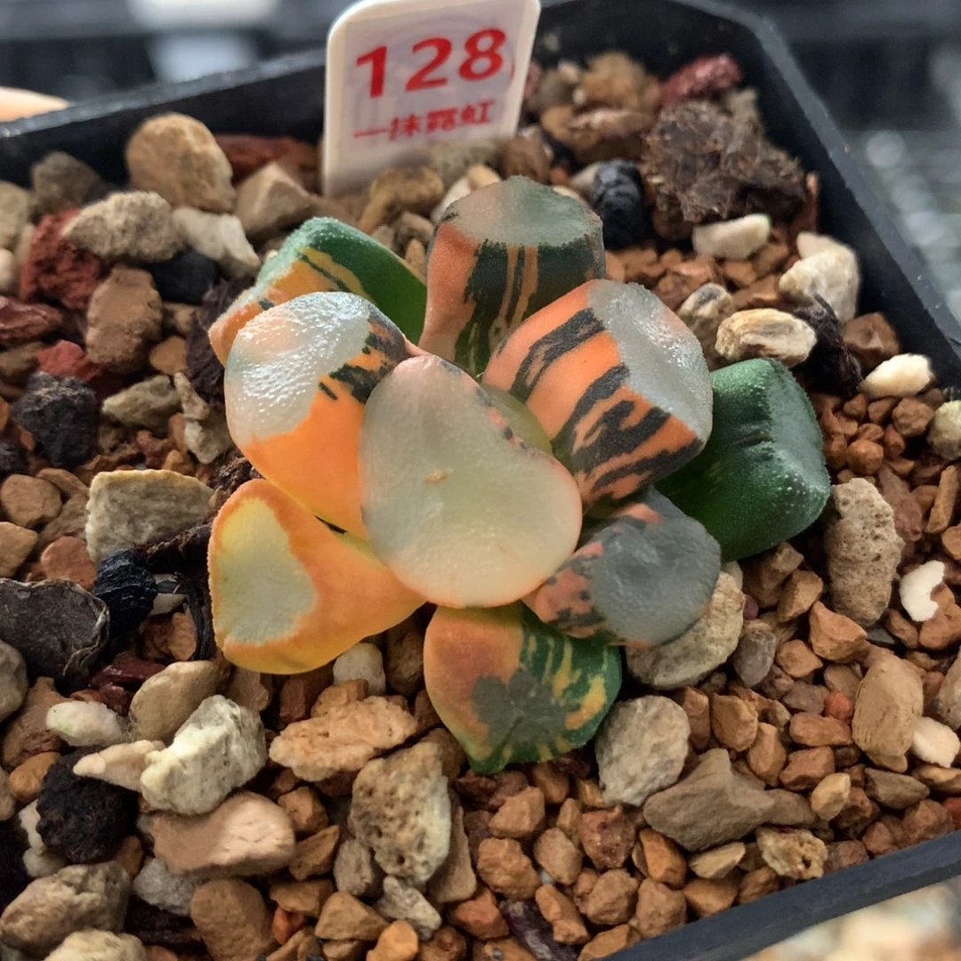 以实际为准128空门