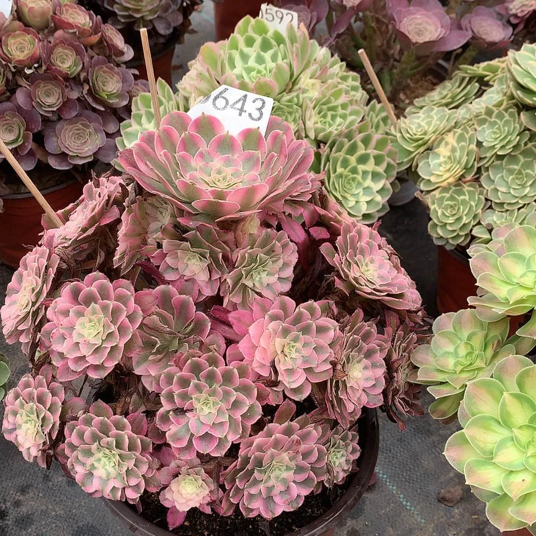妈***头643.红铜白多肉植物