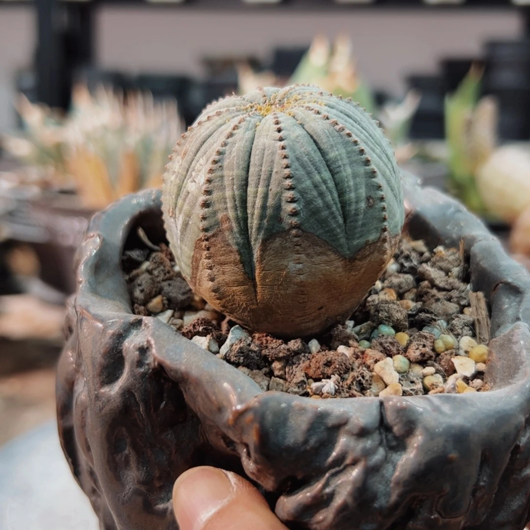 景德镇手工素里G球