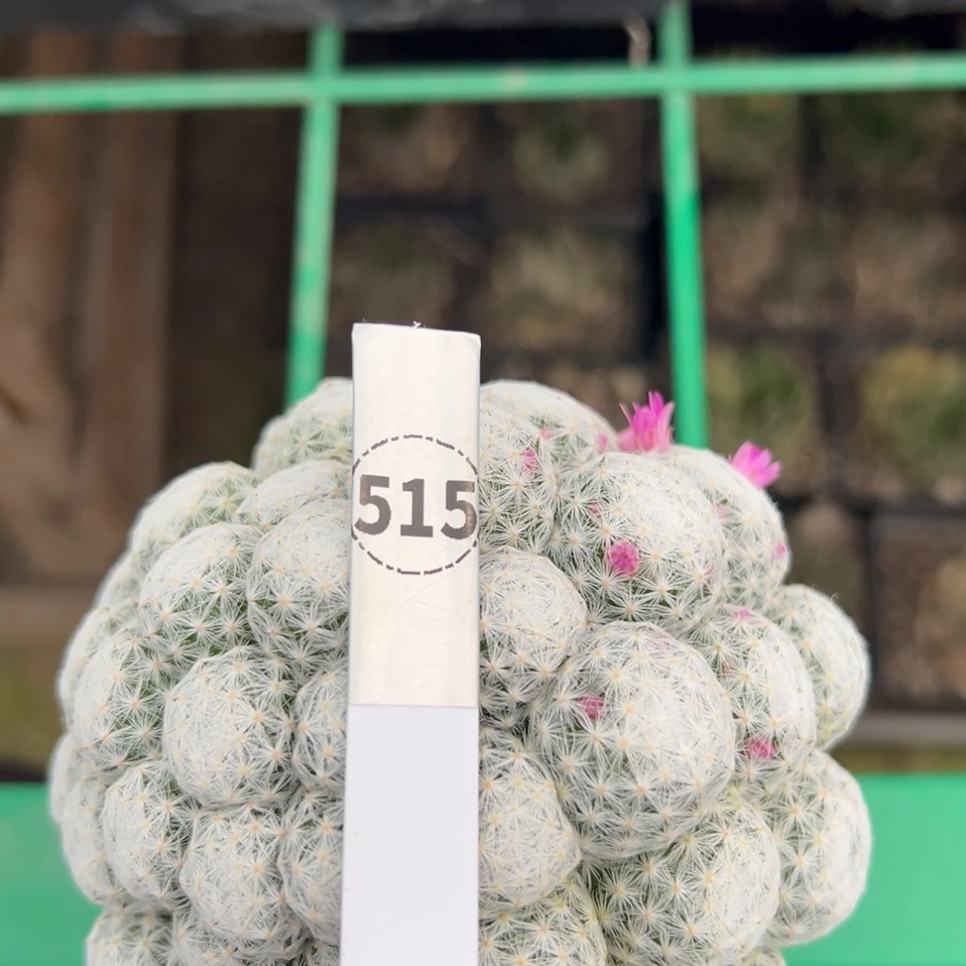 屏***店姬春心仙人球多肉植物带盆土515