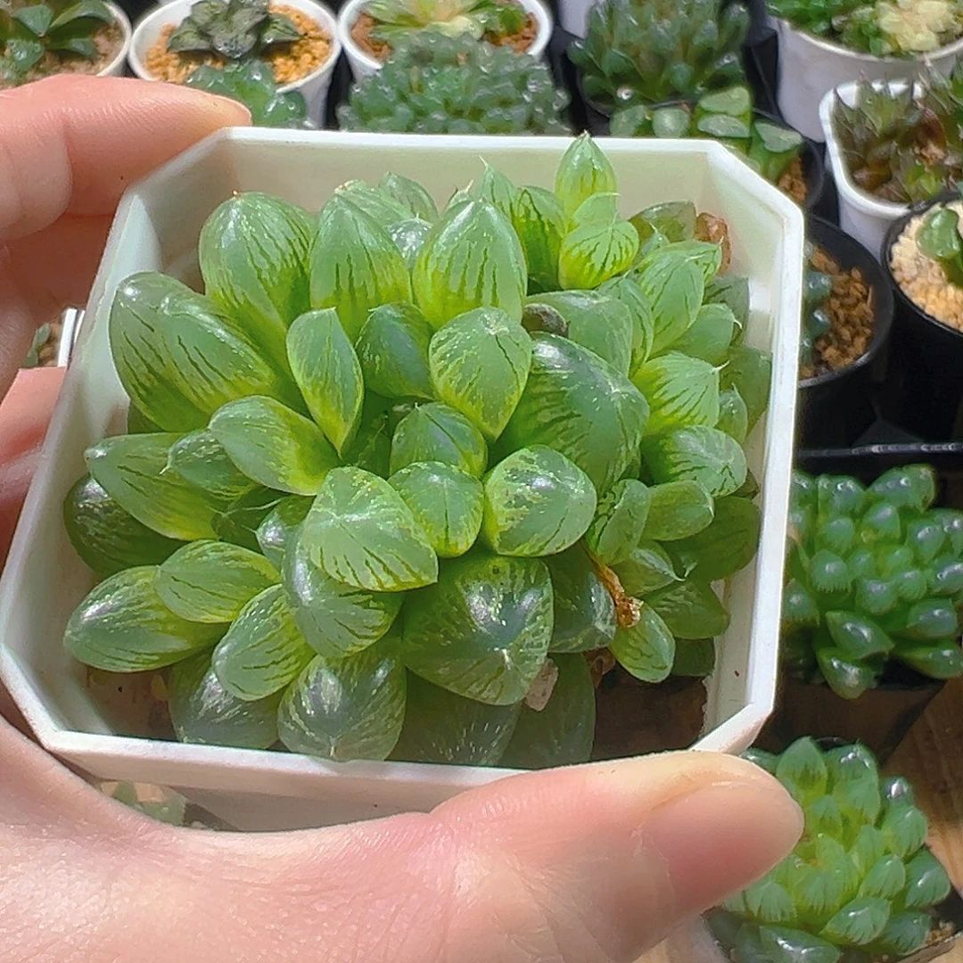 雪花群玉露多肉植物一颗