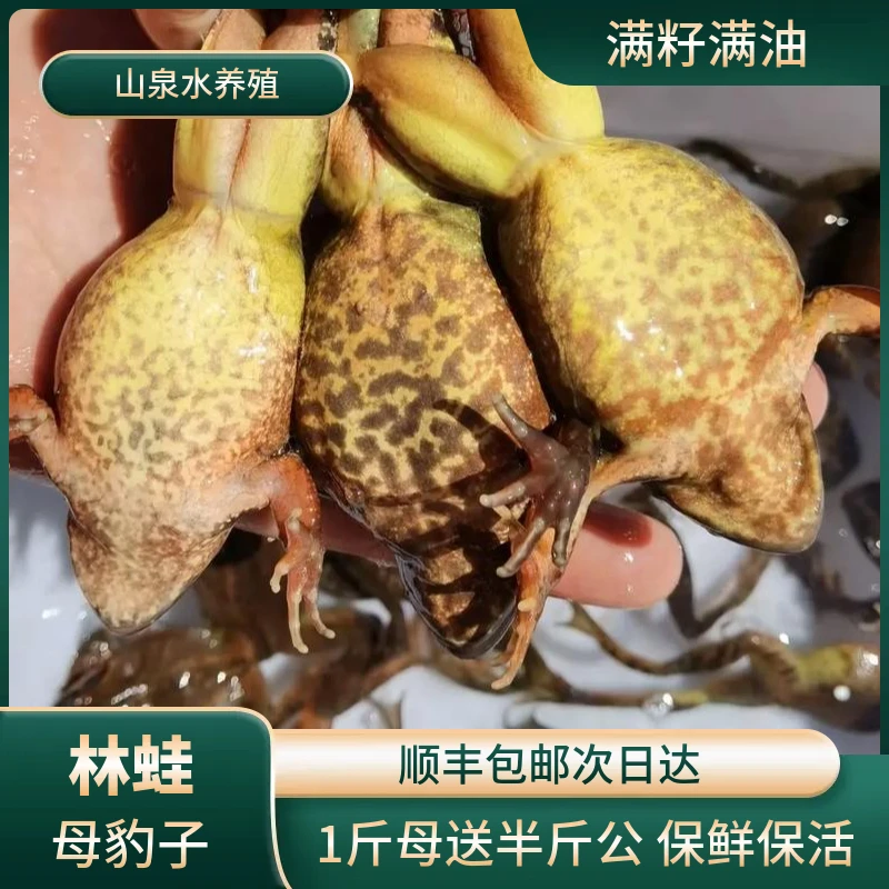 长白山林蛙雪蛤母豹子满籽满油山泉水活水存储