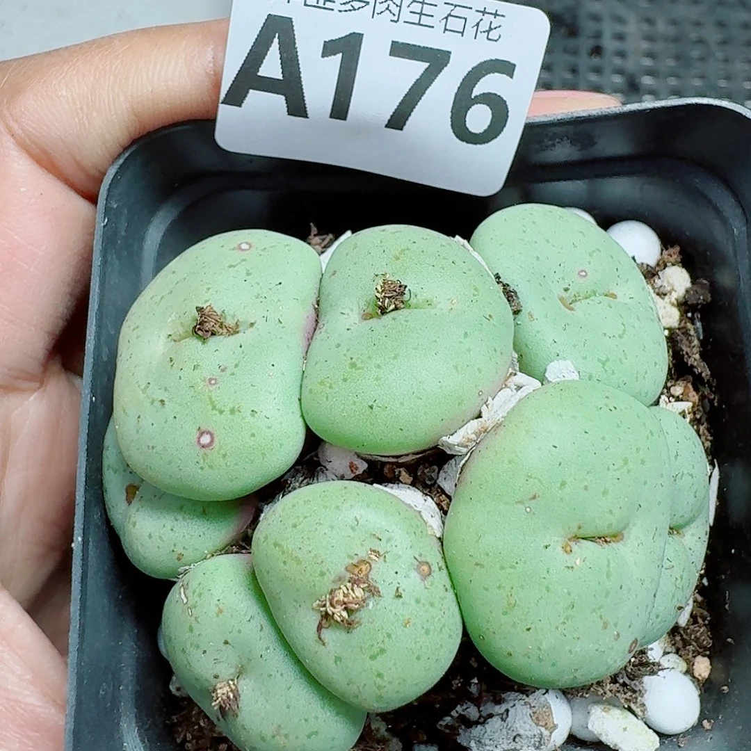 176多肉植物多肉植物