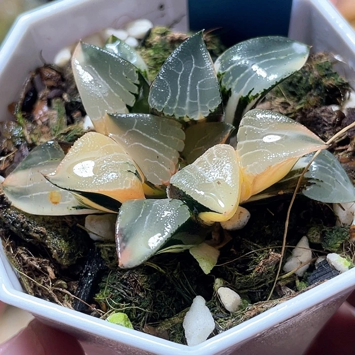 515花影锦特元福利