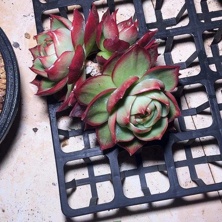 是***肉惊鸿仙子一物一拍