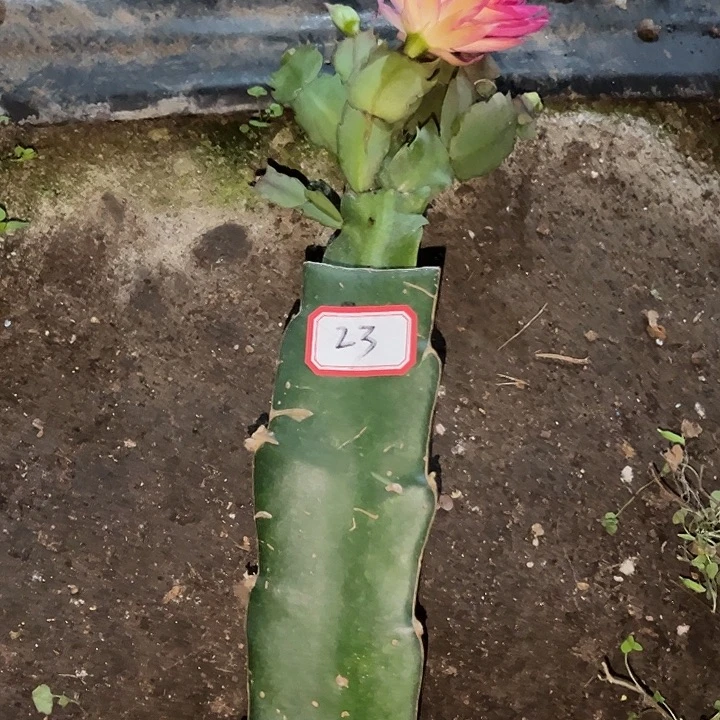 一***生，23号带盆082花卉大王