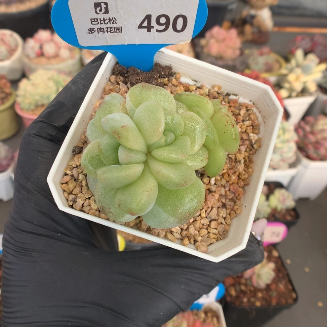 490 冰玉石化多肉