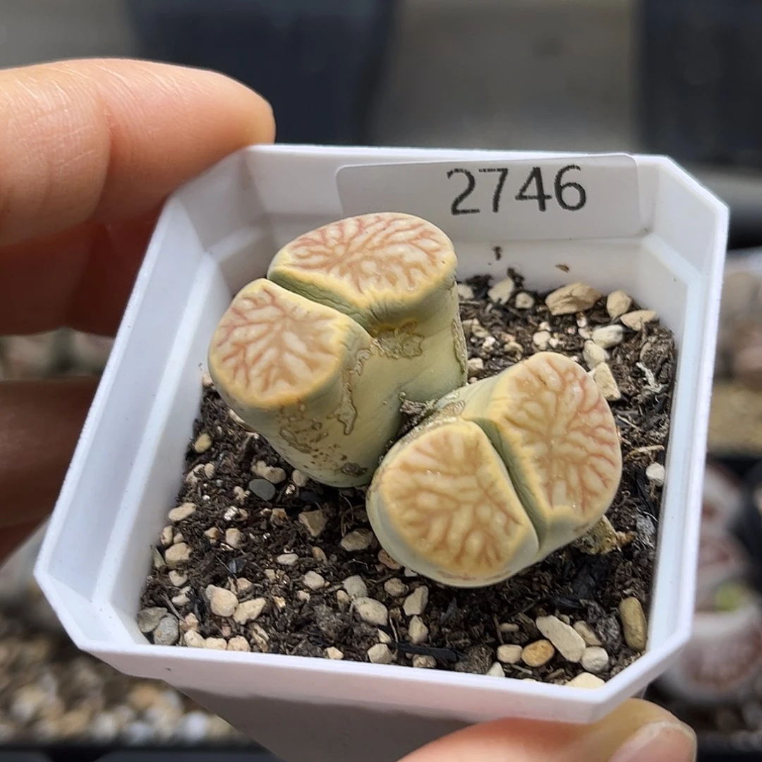 一物一拍菊母本2746