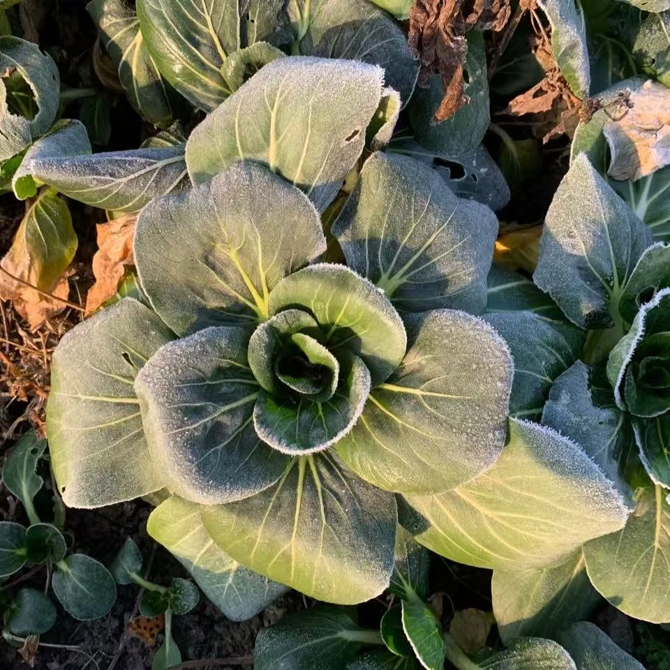 苏北新鲜蔬菜苏州青新鲜蔬菜当季时令蔬菜产地直发江浙沪次日达