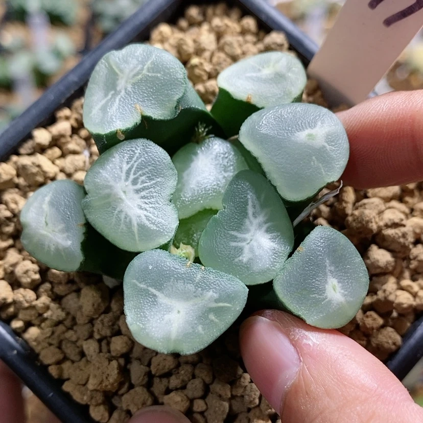 【闪购商品】97望乡