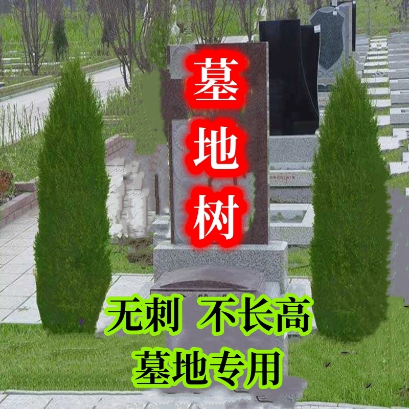 清明节洒金柏塔柏树苗松柏侧柏龙柏圆柏四季长青墓地撒金柏树招财