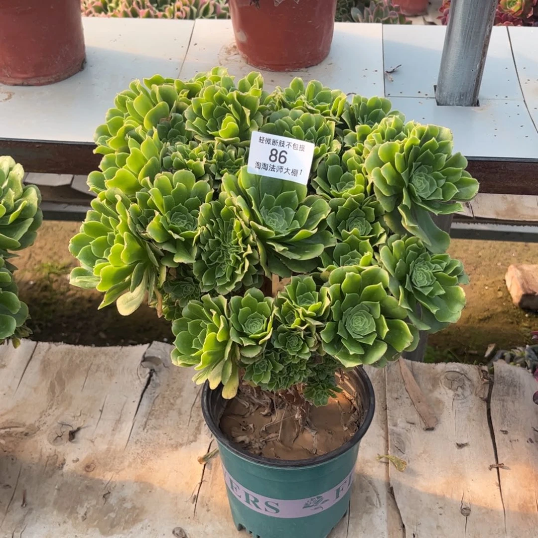 86绿羊绒缀化多肉植物法师