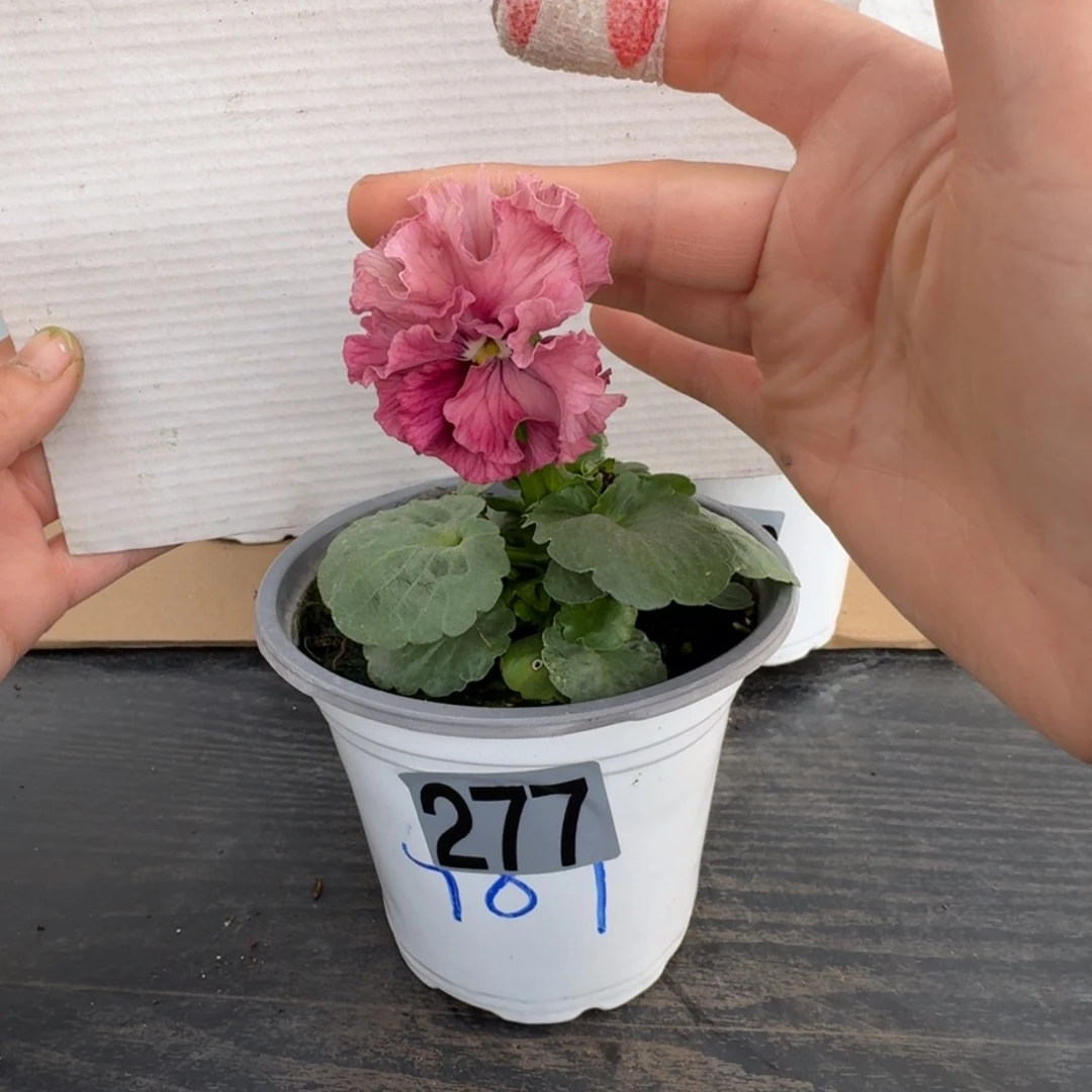 全部花朵277号角堇